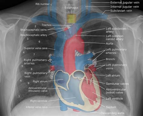 Imaging Modalities Teachmeanatomy