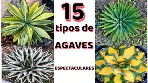 Caracter Sticas Y Cuidados Del Agave Son Incre Bles Seguro No Sabes