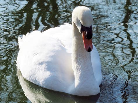 Swan Cisne Mudo Prado Aves Foto Gratis En Pixabay Pixabay