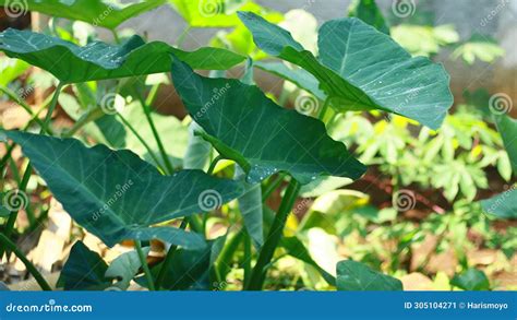 Taro Plant Stock Image Image Of Taro Vegetable Root 305104271