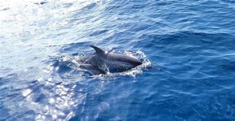 Tour Privado En Barco Para Avistar Delfines Port Aransas Texas