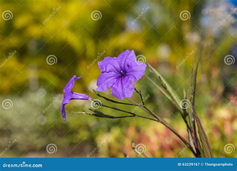 Purple Ruellias Flower Stock Image Image Of Field Iron 63239167