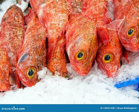 Red Ocean Trout Fish Sydney Fish Markets Australia Stock Photo