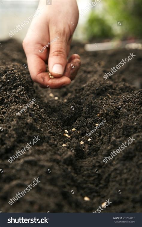 Farmers Hand Planting A Seeds In Soil Stock Photo 421520902 Shutterstock