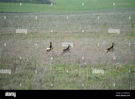 Herd Of Wild Roe Deer Capreolus Capreolus Running Acroos Grass