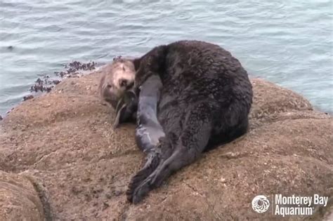 A Wild Sea Otter Gives Birth At The Great Tide Pool Of Monterey Bay