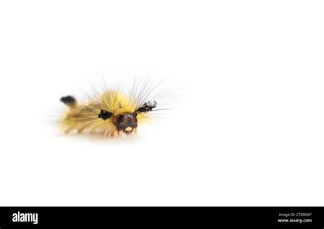 Fuzzy Yellow Caterpillar Front View Rusty Tussock Moth Caterpillar Or
