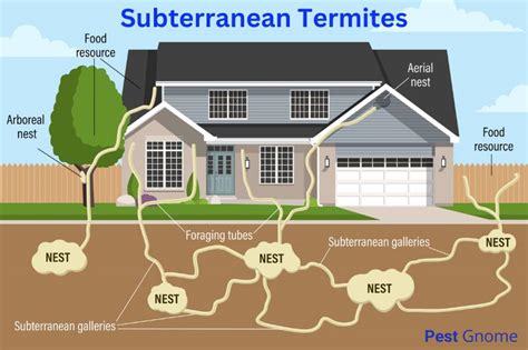 subterranean termites   identify   rid