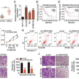 The Downregulation Of Long Intergenic Non Coding Rna Linc