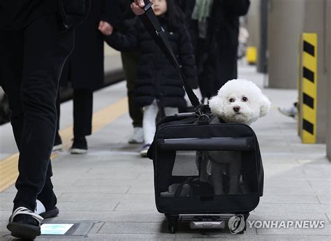 오랜만에 부모님 뵙고 잠도 푹 잘래요설레는 귀성길 나무뉴스