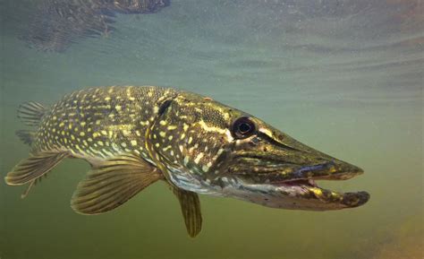 Pike jumps out of water to avoid being eaten by larger pike [VIDEO ...