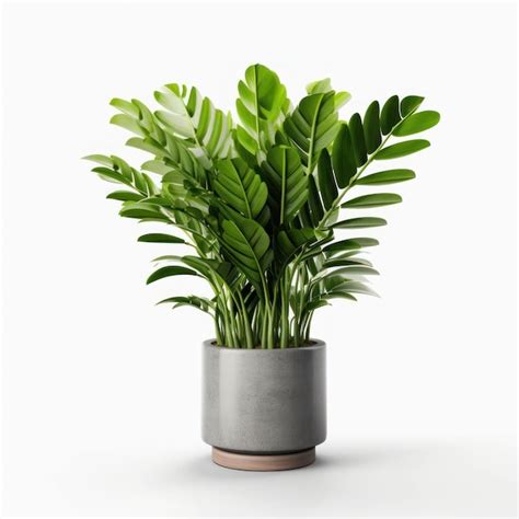 Planta Zz Zamioculcas Zamiifolia Foto De Estudio Aislada Sobre Fondo