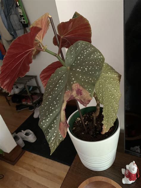 Please Help I Don’t Know What’s Wrong With My Begonia It Was Perfectly Healthy A Week Ago