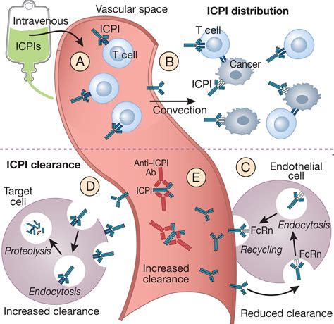 Immune Checkpoint Inhibitor Nephrotoxicity What Do We Know And What