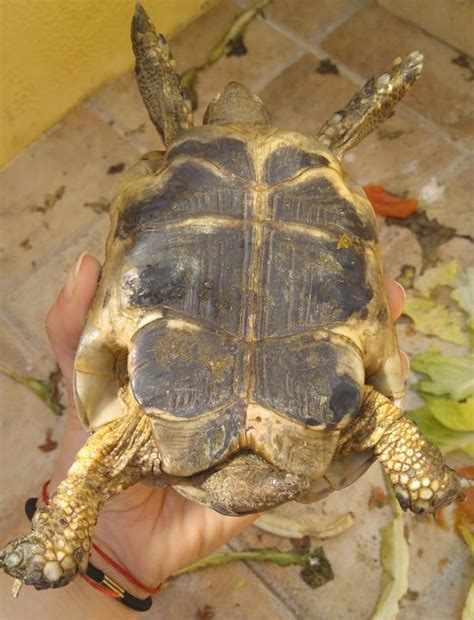 Cómo saber si una tortuga es macho o hembra DESCÚBRELO