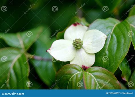 Kousa Dogwood, Chinese Dogwood, Cornus Kousa, Ornamental Tree Stock ...