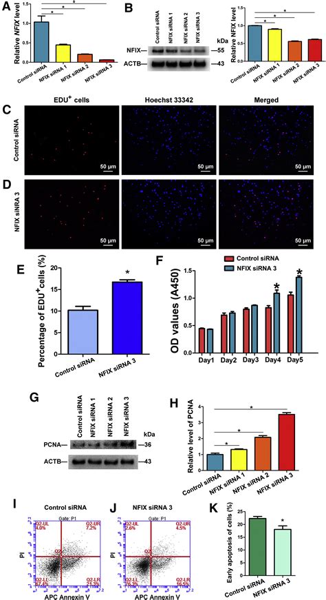 Mir A Stimulates Proliferation And Suppresses Early Apoptosis Of