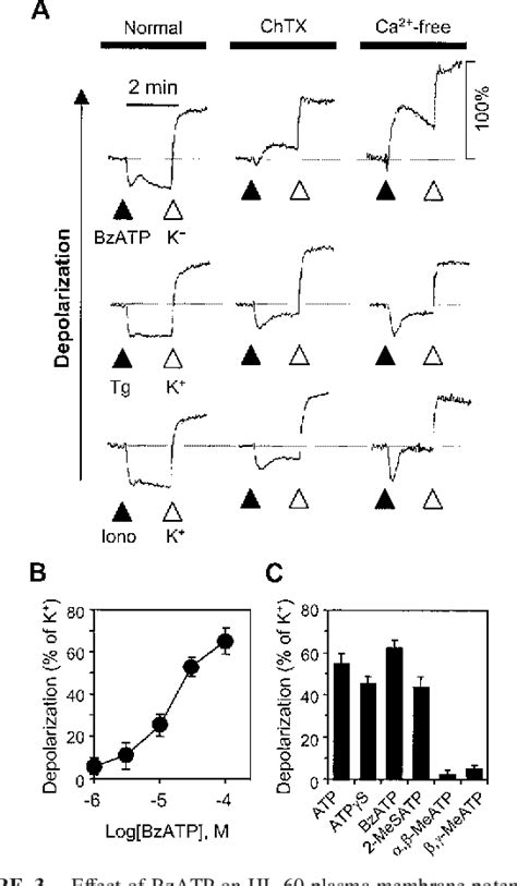 Figure 3 From P2x7 Nucleotide Receptor Mediation Of Membrane Pore