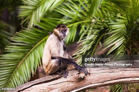 199 Black Handed Spider Monkey Stock Photos, High-Res Pictures, and Images - Getty Images