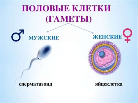 Размножение организмов - презентация онлайн