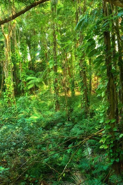 Rvores E Plantas Crescendo Em Uma Selva Verde E Exuberante No Hava