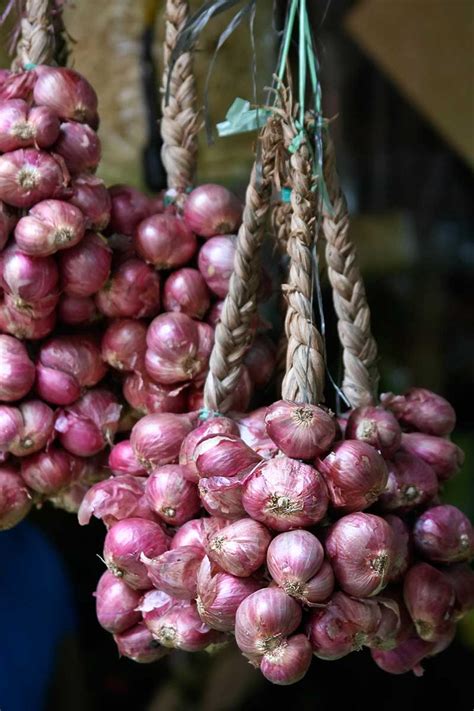 How To Plant And Grow Shallots Gardeners Path