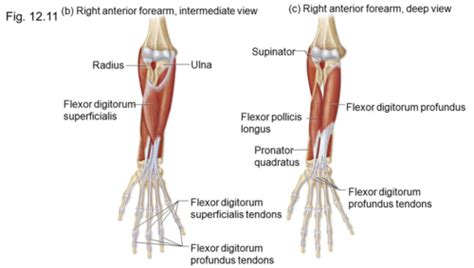 Flexor Digitorum Profundus And Superficialis