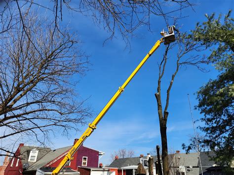 How Much Does An Arborist Cost Tree Trimming Prices Explained Sunny