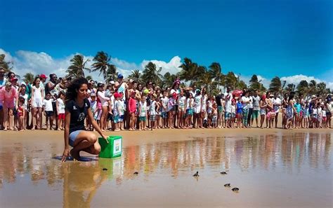 Projeto Tamar Realiza Soltura De Filhotes De Tartarugas Nesta Sexta