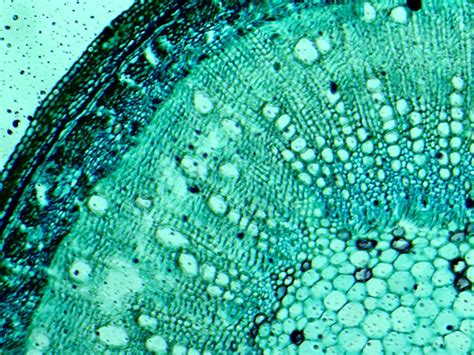 Microscopic View Plant Cells