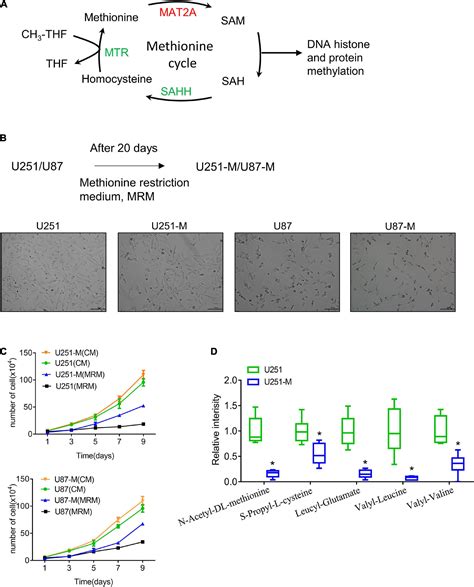 Frontiers Syvn Mtr Mat A Signaling Axis Regulates Methionine