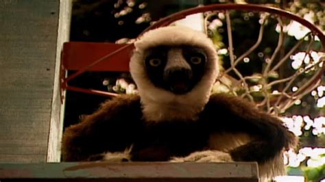 Watch Zoboomafoo Season 1 | Prime Video