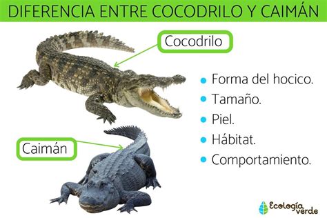 Actualizar 43 imagen caimán y cocodrilo diferencias Abzlocal mx