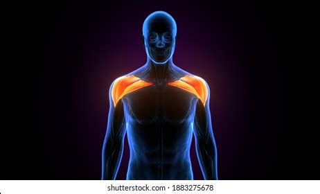 3d Render Male Trapezius Muscle Anatomy Stock Illustration 2264734065 ...