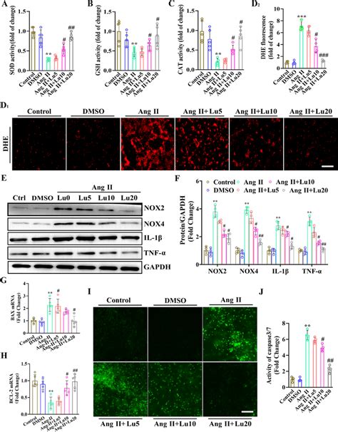 Lutein Suppressed Ang Ii Induced Oxidative Stress Inflammation And