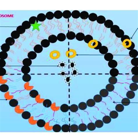 Schematic Representation Of Vesicular Drug Delivery Systems Download