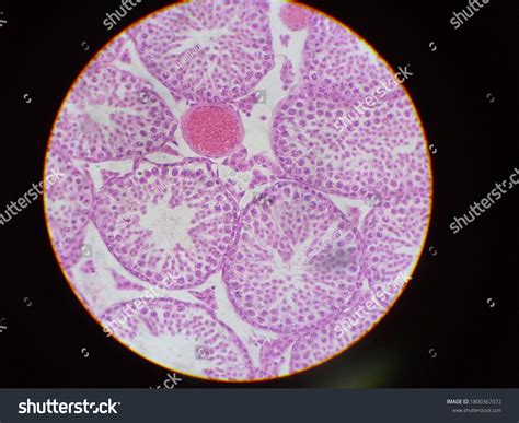 Histology Slide Rats Ovary Under Microscope Stock Photo 1800367072