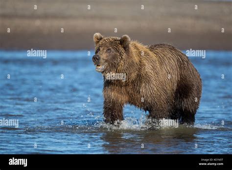 Alaskan brown bear Stock Photo - Alamy