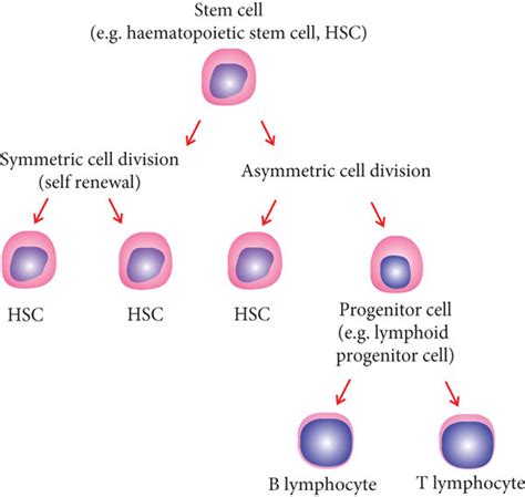 Difference between stem cells and progenitor cells. | Download ...