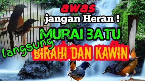 Suara Murai Batu Birahi Dan Kawin Pancingan Murai Batu Kawin Youtube