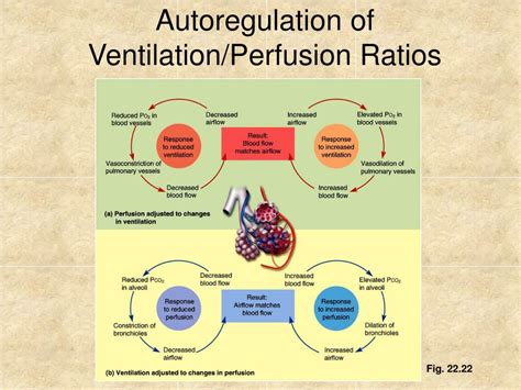 Ppt Ventilation Perfusion Ratios Powerpoint Presentation Free Download Id 6765564