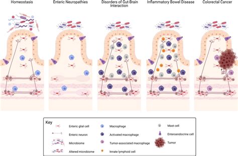 Graphical Representation Of Gastrointestinal Disorders From An Enteric