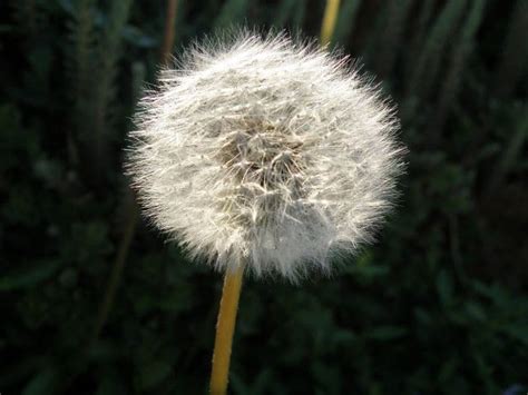 Dandelion Flower Meaning And Symbolism Interesting Facts Florgeous