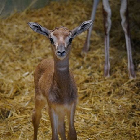 Nace La Cuarta Cr A De Gacela Mhorr Del A O En Bioparc Valencia