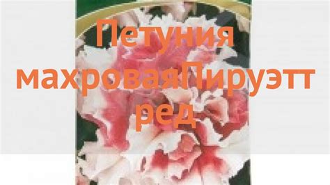 Петуния махровая Пируэтт ред (piruett red) 🌿 обзор: как сажать, семена ...