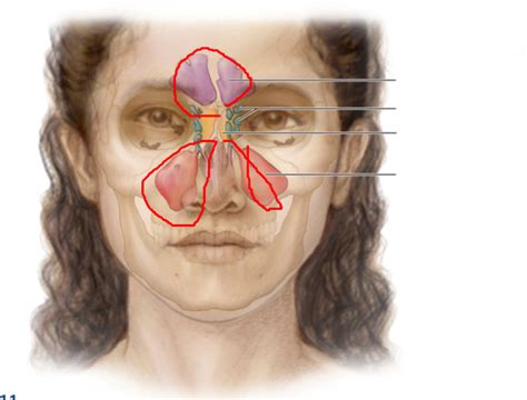 Paranasal Sinuses Diagram Quizlet