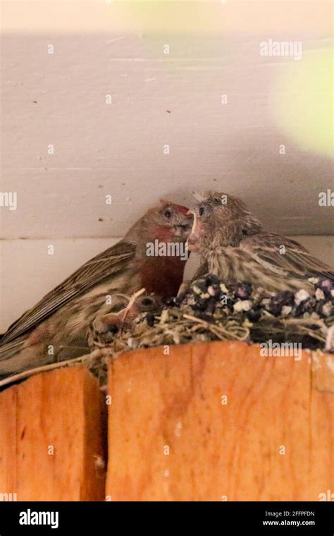 Nestling House Finches Stock Photo Alamy