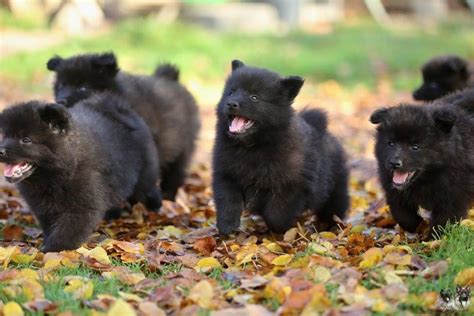 Grossspitz - Giant German Spitz Black puppies for sale - pedigree FCI | Puppies for sale | DOGVA.com