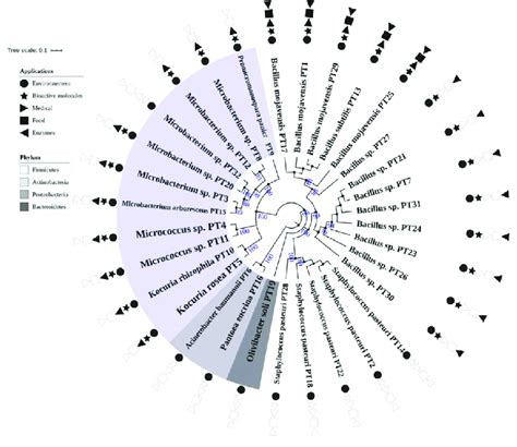 Phylogenetic Tree Based On 16S RDNA Gene Sequences Of 32 Isolates From