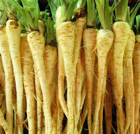 Food Three Parsnip Based Principle Of Parsimony Dishes